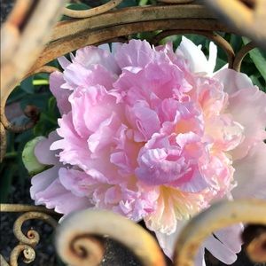 Raspberry Sorbet peony blooming 5/20/19